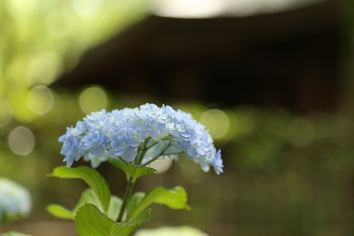八重咲紫陽花9