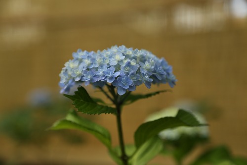 八重咲紫陽花10
