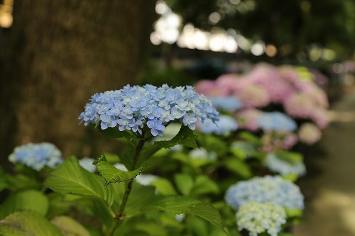 八重咲紫陽花11