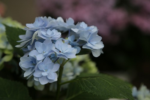 八重咲紫陽花12