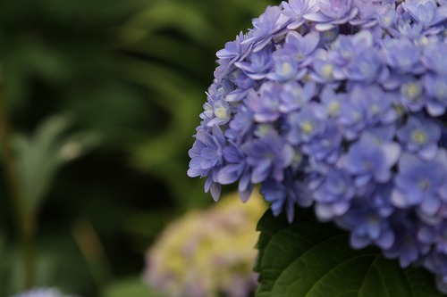 八重咲紫陽花4
