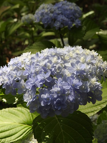八重咲紫陽花18