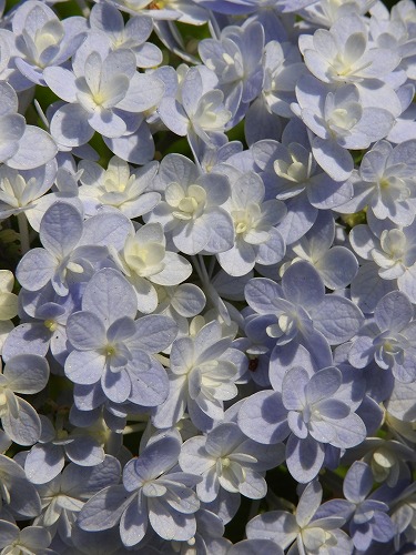 八重咲紫陽花19