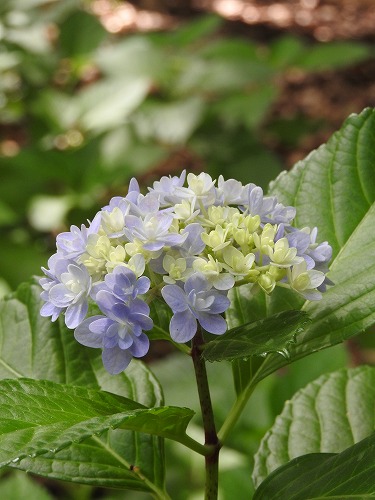 八重咲紫陽花20