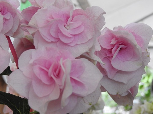 八重咲紫陽花7