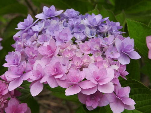八重咲紫陽花5