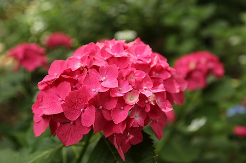 桃紫陽花16