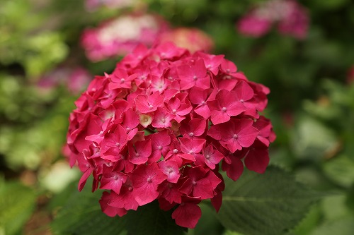 桃紫陽花17