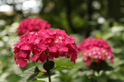 桃紫陽花18