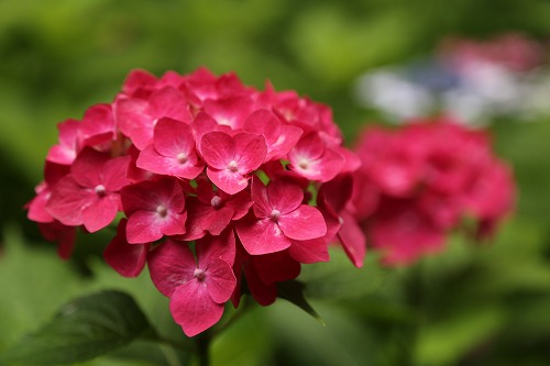 桃紫陽花19