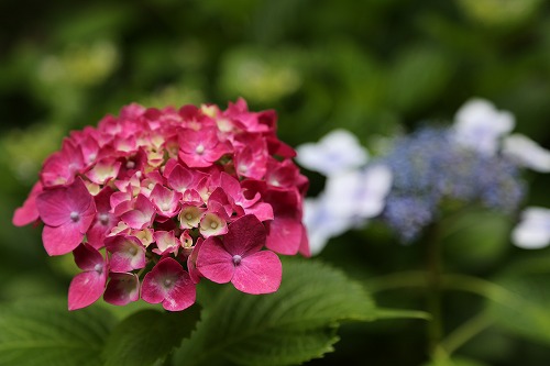 桃紫陽花10