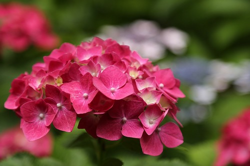 桃紫陽花11