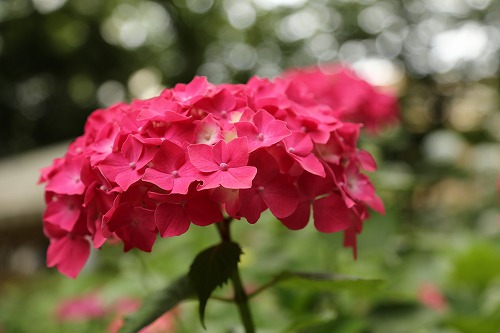桃紫陽花12