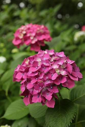 桃紫陽花21