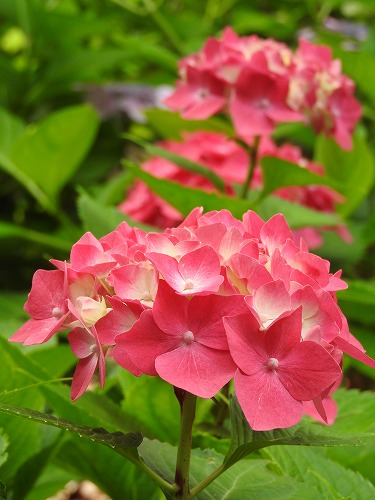 桃紫陽花4