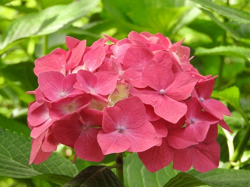 桃紫陽花7