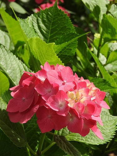 桃紫陽花5