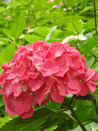 桃紫陽花9