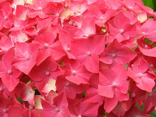 桃紫陽花13