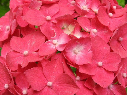 桃紫陽花14