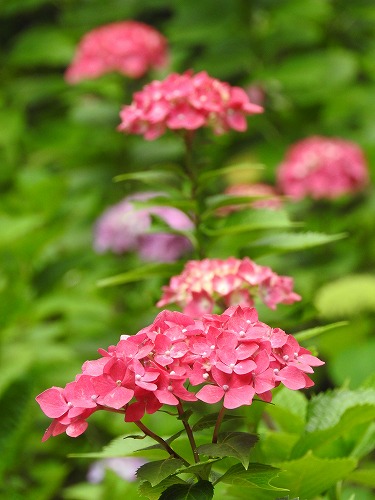 桃紫陽花8