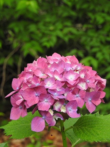 桃紫陽花22