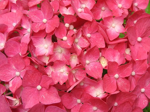 桃紫陽花15
