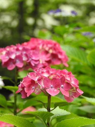 桃紫陽花1