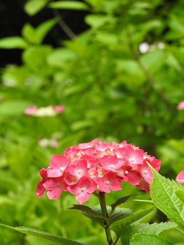 桃紫陽花2