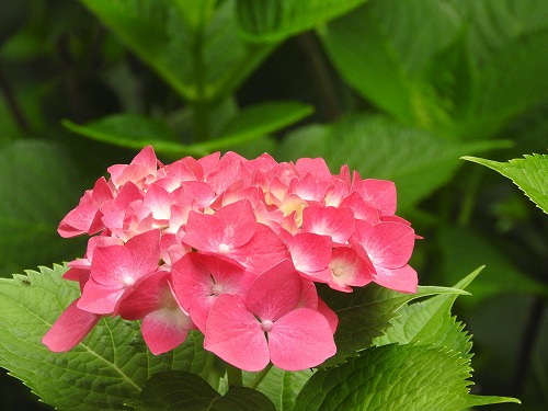 桃紫陽花6