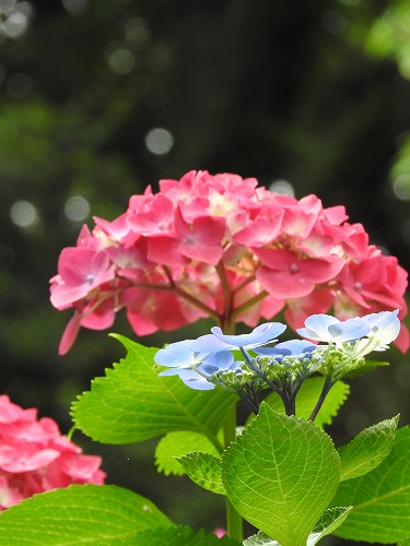 桃紫陽花3