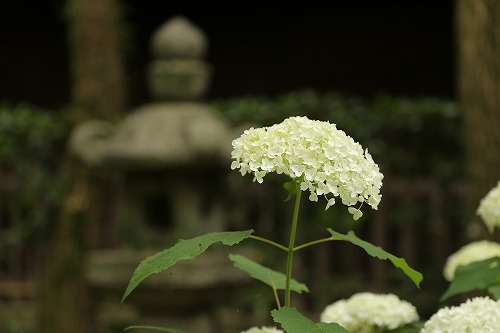 アナベル1