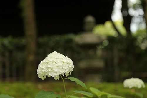 アナベル6