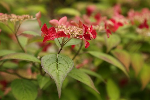 山紫陽花3
