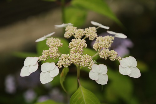 山紫陽花17