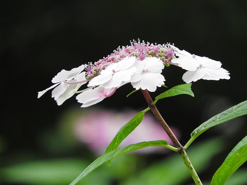 山紫陽花11