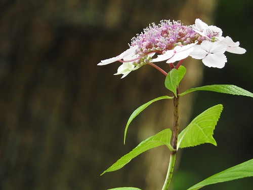 山紫陽花12