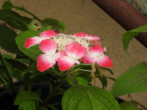 山紫陽花1