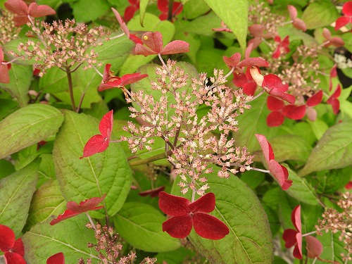 山紫陽花4