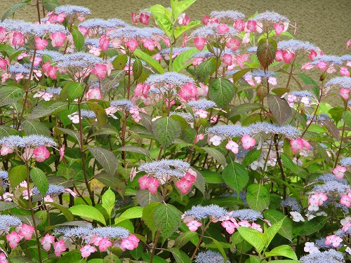 山紫陽花5