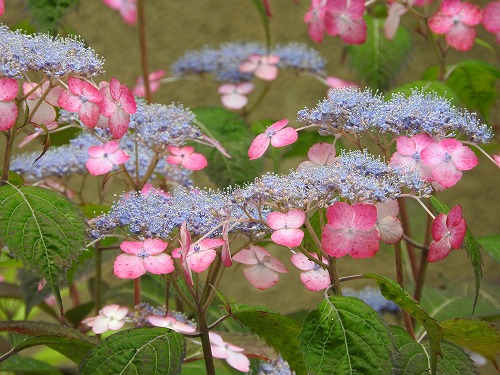 山紫陽花6