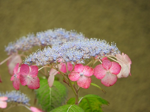 山紫陽花7