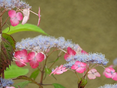 山紫陽花8