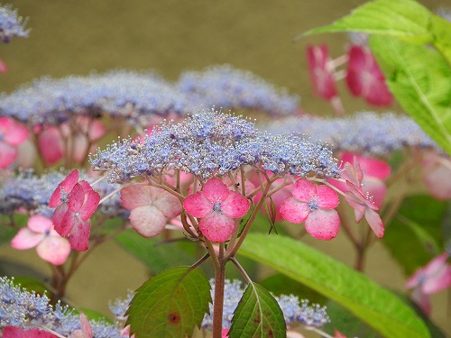 山紫陽花9