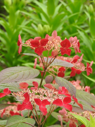 山紫陽花15