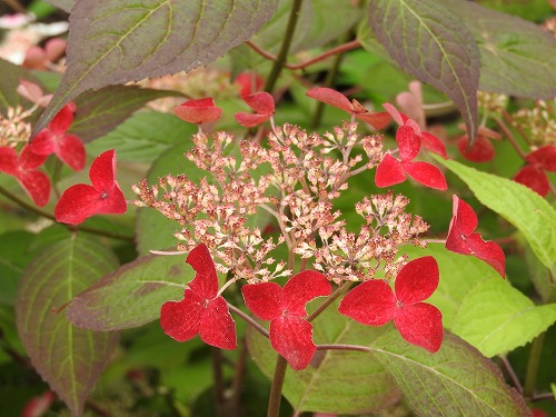 山紫陽花13