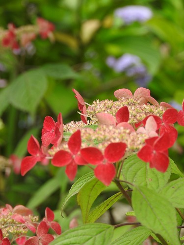 山紫陽花16