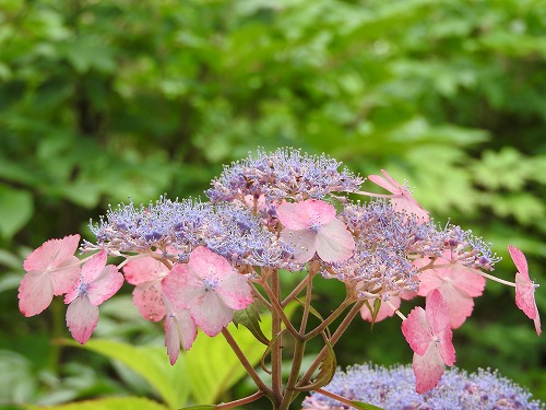 山紫陽花10