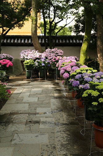 紫陽花祭33