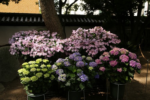 紫陽花祭16